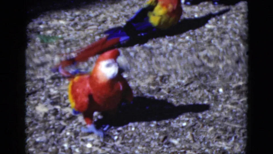 1975 Florida 8mm frame showing two red, yellow, and blue macaws on gravel in bright outdoor light.