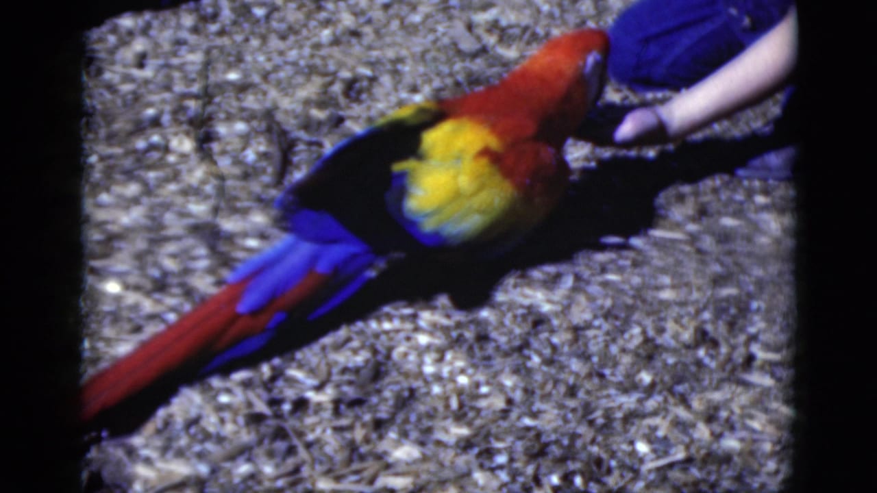 A colorful macaw on gravel reaches toward a person's outstretched hand at the right edge.