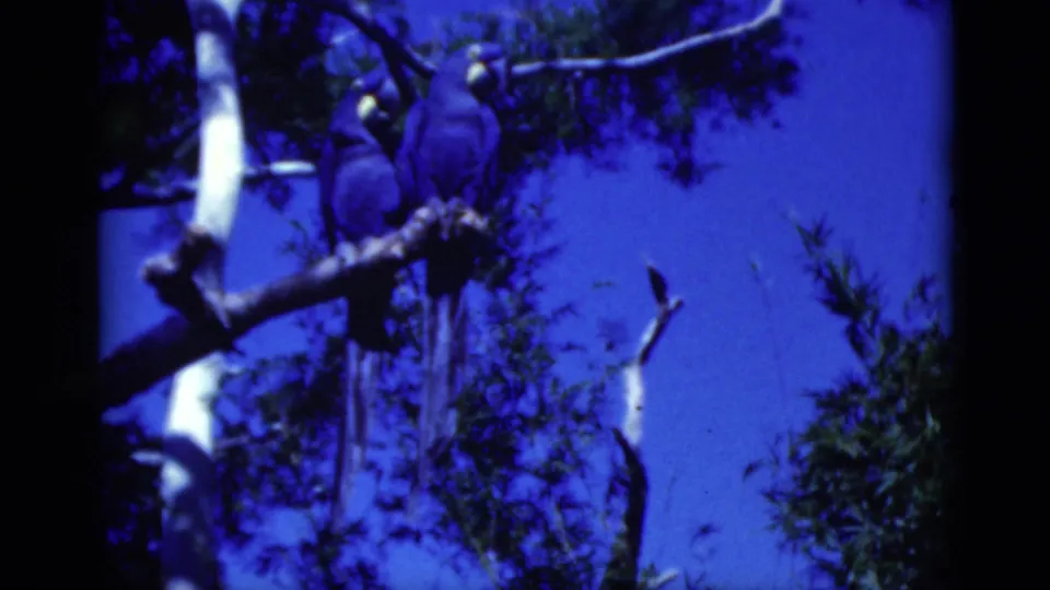 1975 Florida 8mm frame showing parrots perched on branches with trees and blue sky behind them.