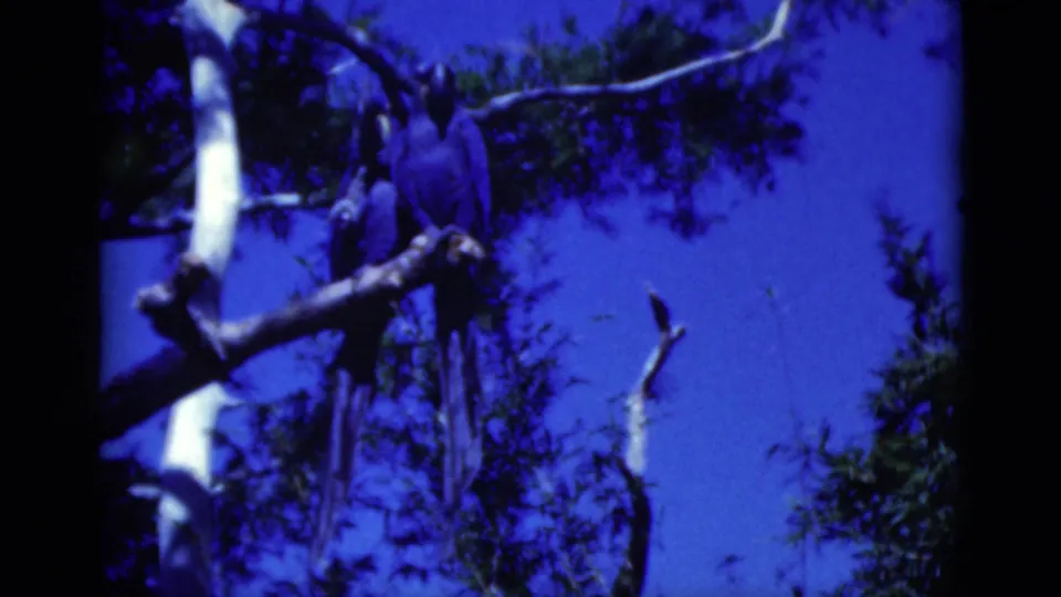 1975 Florida 8mm frame of parrots perched on tree limbs, with foliage and strong blue sky in the background.