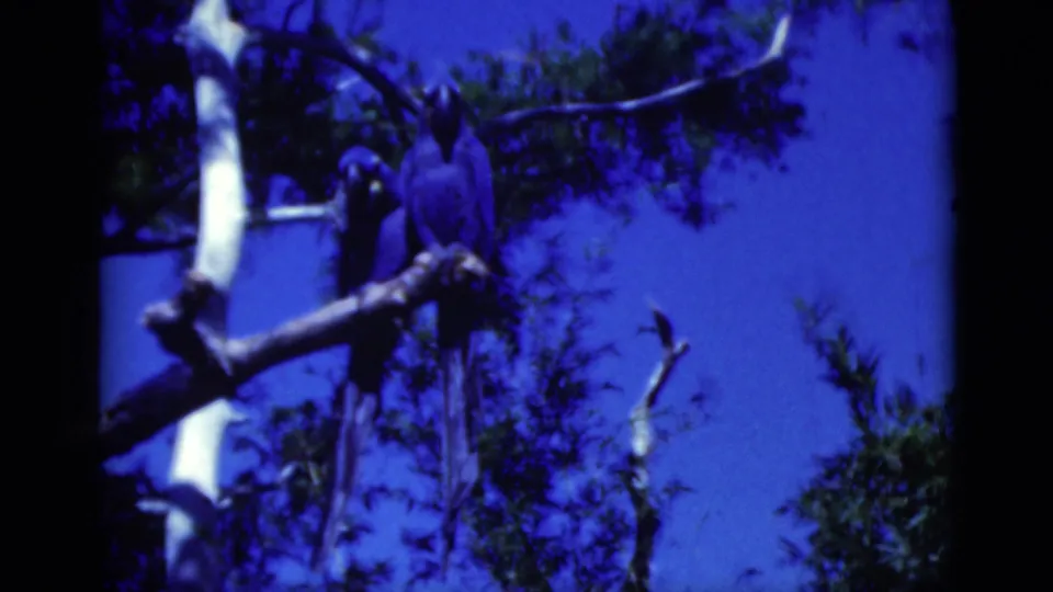 A macaw perches on a pale tree branch against blue sky in 1975 Florida 8mm home-movie footage.