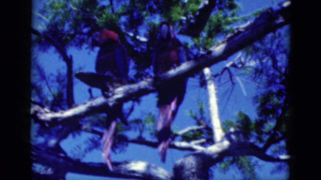Two colorful macaws stand on a tree branch with blue sky behind them.