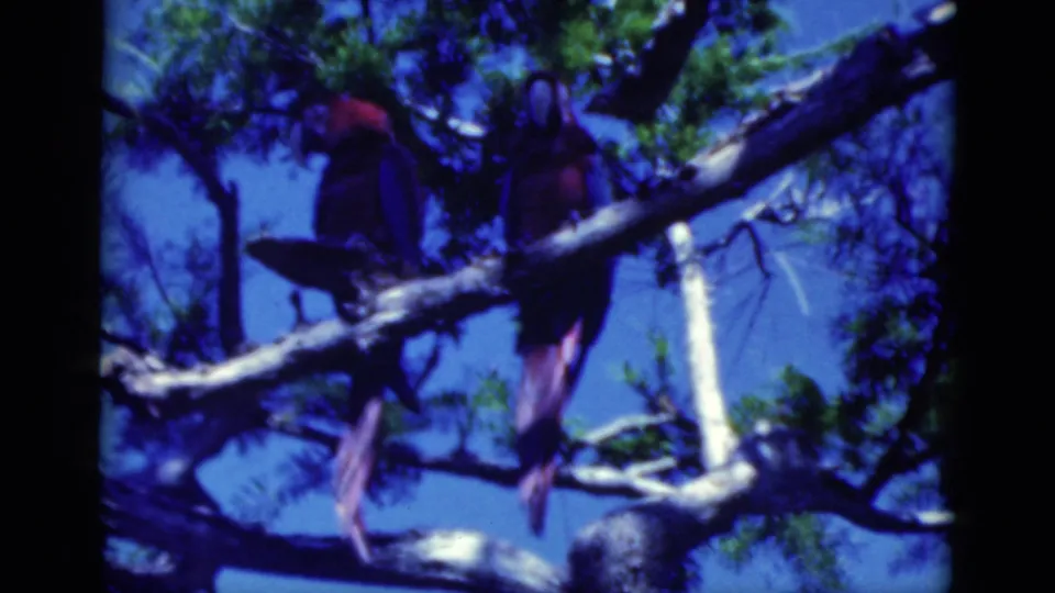 Two macaws perch side by side on a tree branch in bright outdoor 1975 Florida vacation footage.