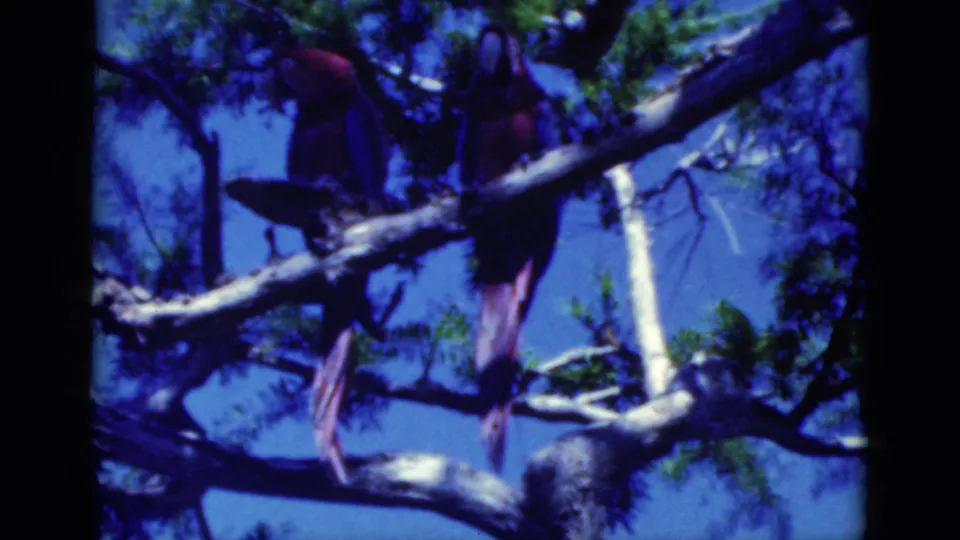 A closer 8mm view shows two macaws on crossing tree limbs with sky and foliage behind them.
