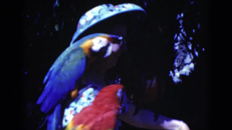 Close 1975 Florida home-movie view of macaws crowding around the woman, with bright feathers against the dim aviary interior.