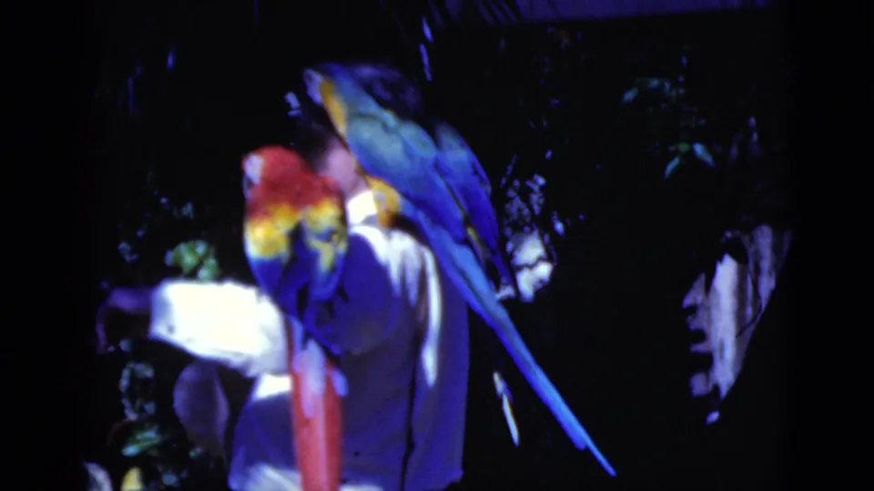 Two macaw-like parrots with red, yellow, and blue feathers perch close to the man in this 1975 Florida home-movie frame.