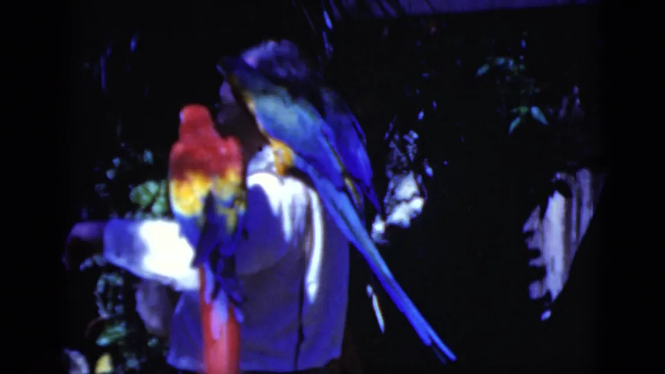 1975 Florida 8mm frame showing a man in a white shirt with scarlet and blue-and-yellow macaws perched on him.
