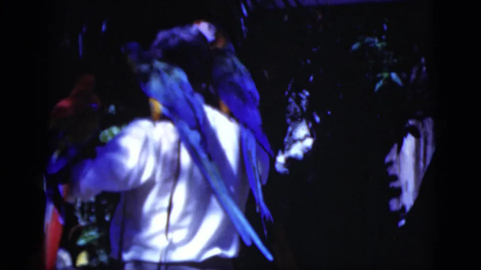 1975 Florida home-movie frame with blue-and-yellow macaws and a scarlet macaw perched on a man in a white shirt.