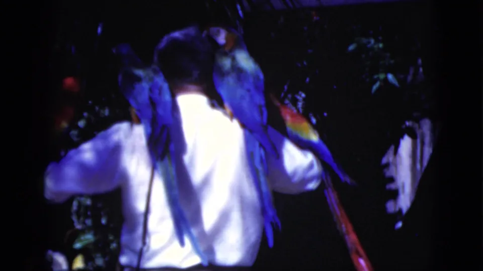 1975 Florida 8mm frame showing the man from behind with blue-and-yellow macaws on his shoulders and a scarlet macaw nearby.