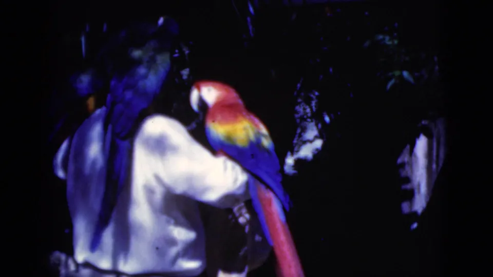 1975 Florida home-movie frame with a scarlet macaw on the man's arm and blue-and-yellow macaws close to his shoulder.