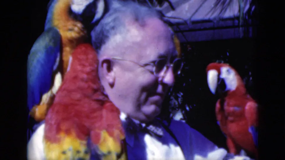 Vintage 8mm frame from Florida showing the man in profile between red, yellow, and blue parrots in a dim aviary-like space.