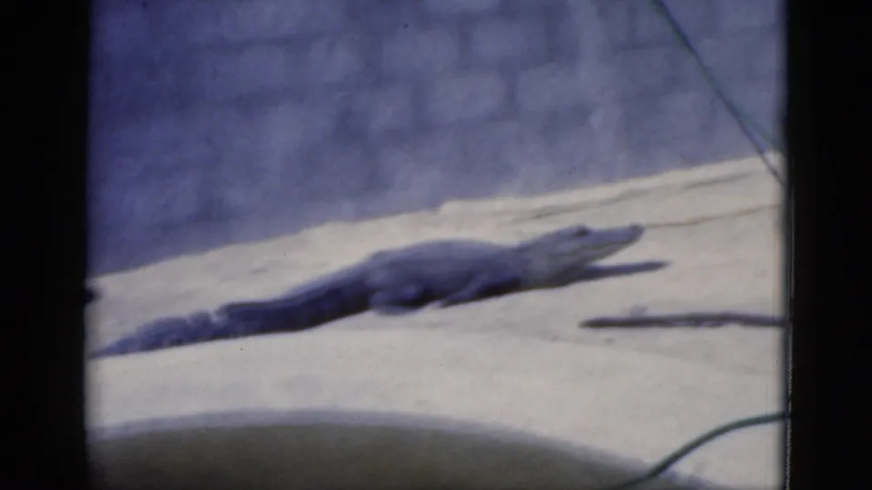 1975 Florida 8mm frame showing an alligator stretched out on concrete near a wall, hose, and shadowed foreground.