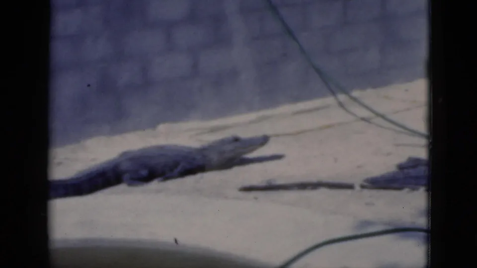 1975 Florida home-movie frame of an alligator on a paved area, with a second alligator partly visible near the right edge.