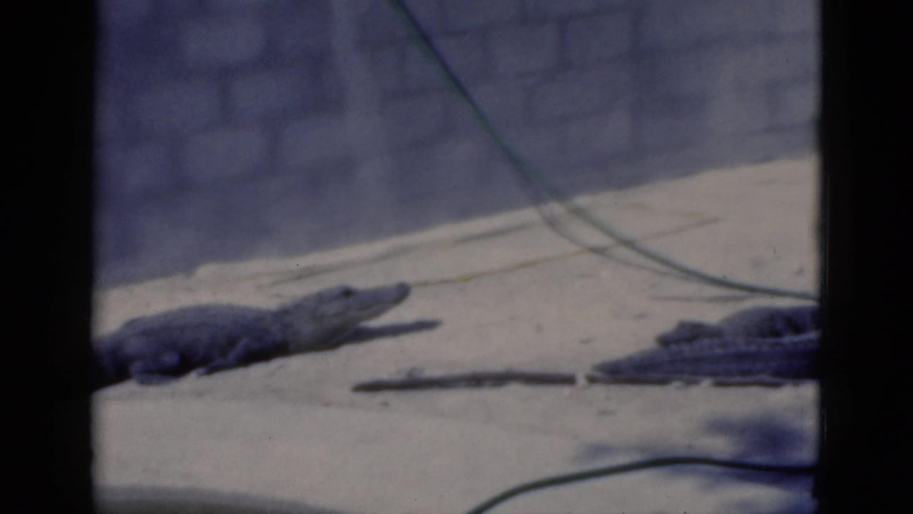 Two large reptiles rest on a sandy zoo enclosure floor near a pale wall.