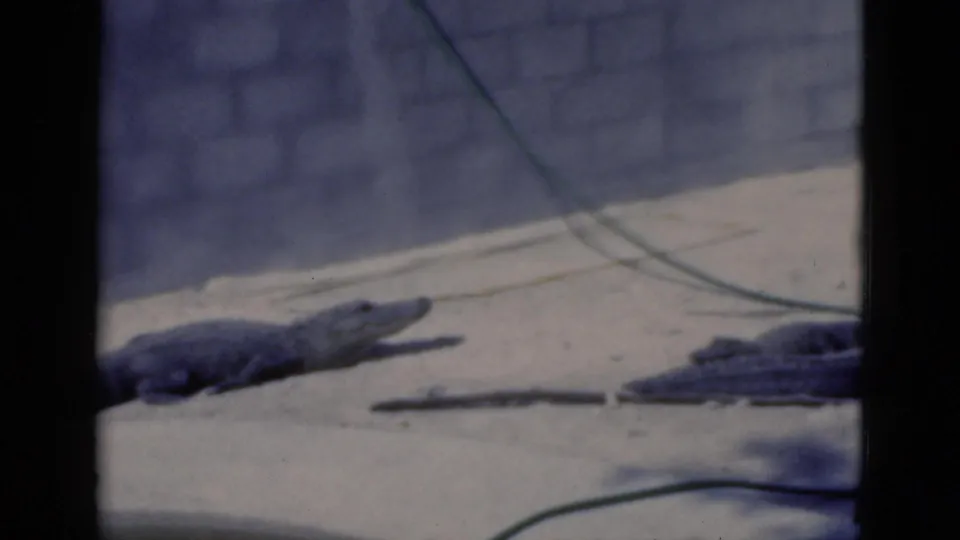 1975 Florida 8mm frame showing large resting reptiles on pale sand beside a block wall with a green hose or cable.