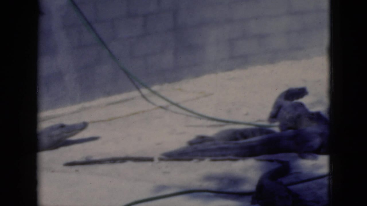 Several reptiles lie near a wall, with a hose or cable crossing the enclosure.