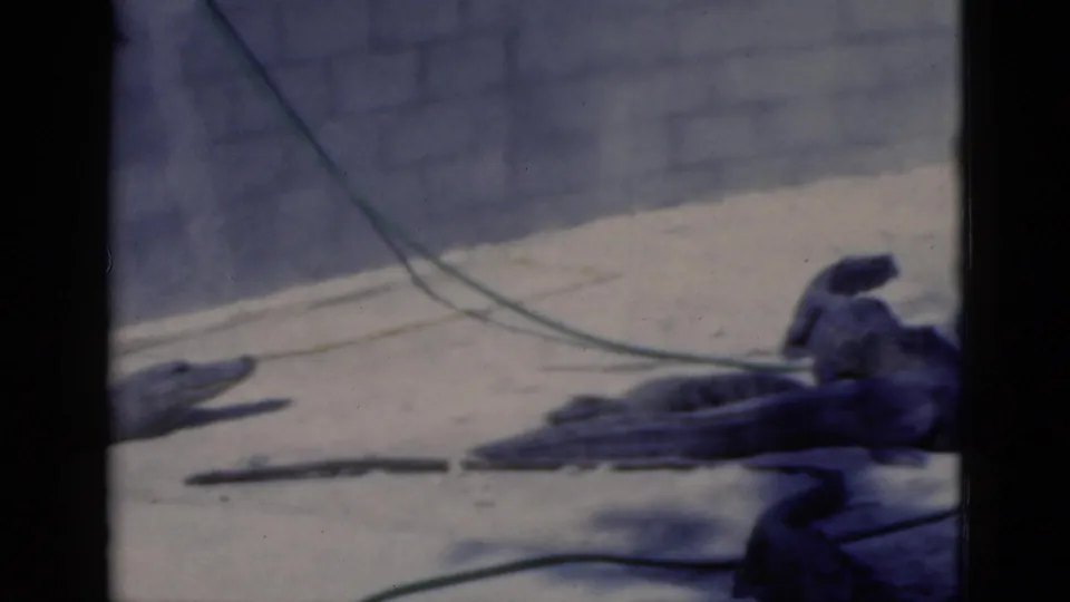 1975 Florida zoo footage frame with resting alligators or crocodiles on sand below a pale wall and visible green line.