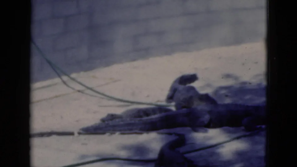 Soft 8mm frame from a 1975 Florida zoo scene, with a large resting reptile close to camera and another partly visible behind it.