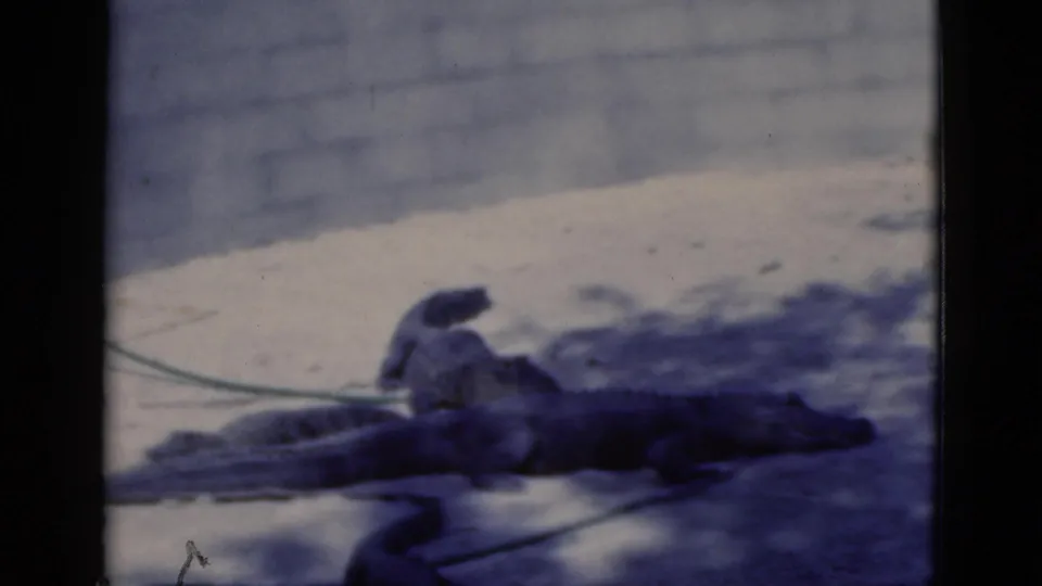 Final 1975 Florida zoo frame showing a dark reptile resting on sandy ground, with a pale wall, cable, and film grain visible.