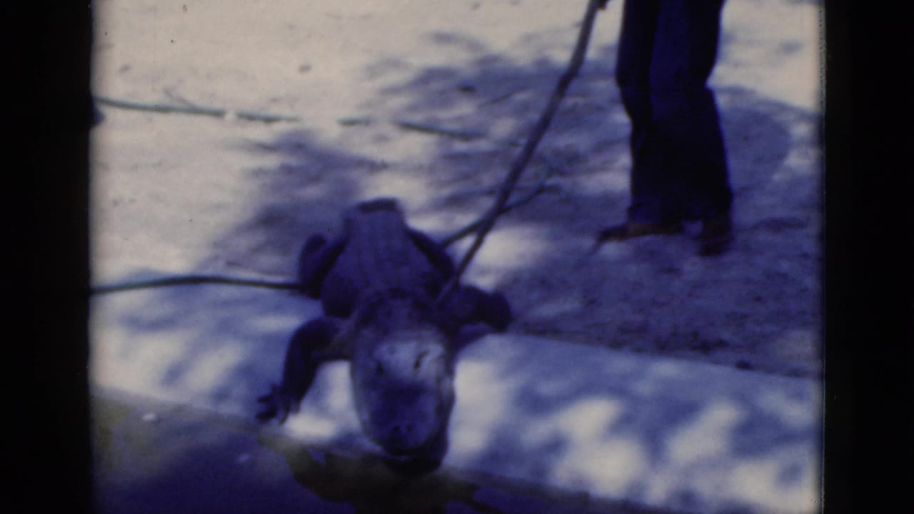 Alligator on concrete near a keeper's legs and a handling pole.