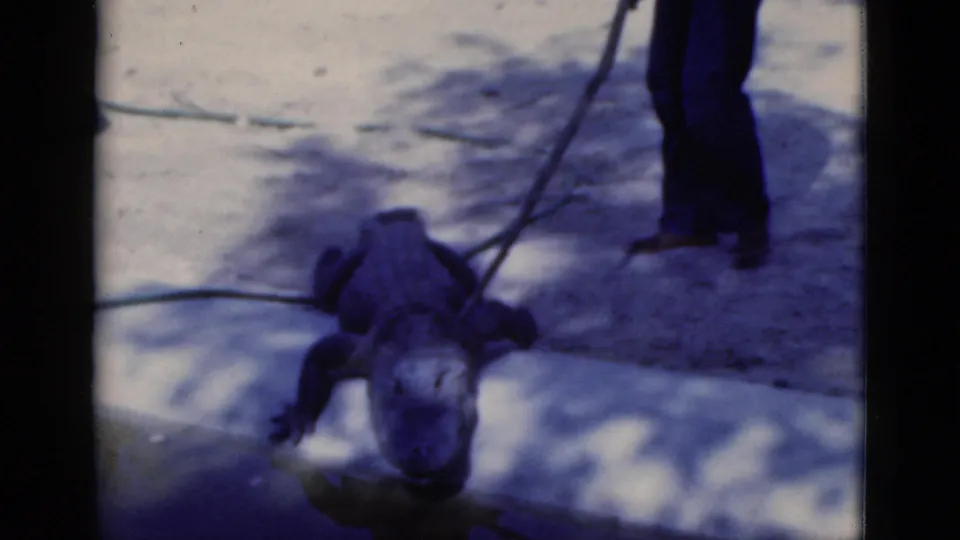 1975 Florida 8mm frame showing an alligator on concrete as a zookeeper's legs and handling pole appear nearby.