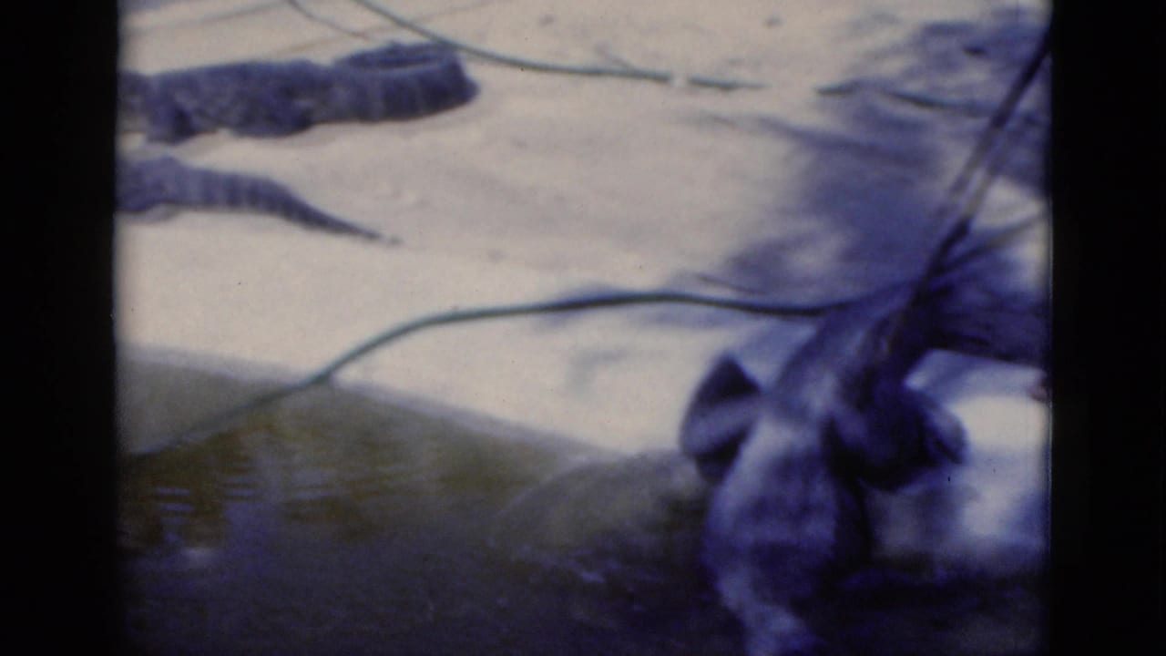 A large alligator rests near shallow water in a Florida zoo enclosure, with hoses and another alligator visible behind it.
