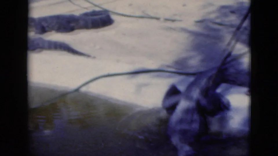 A large alligator rests near shallow water in a Florida zoo enclosure, with hoses and another alligator visible behind it.
