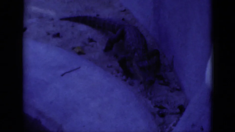 Blue-tinted 8mm frame of an alligator along a concrete enclosure edge, softened by aged film and shadow.