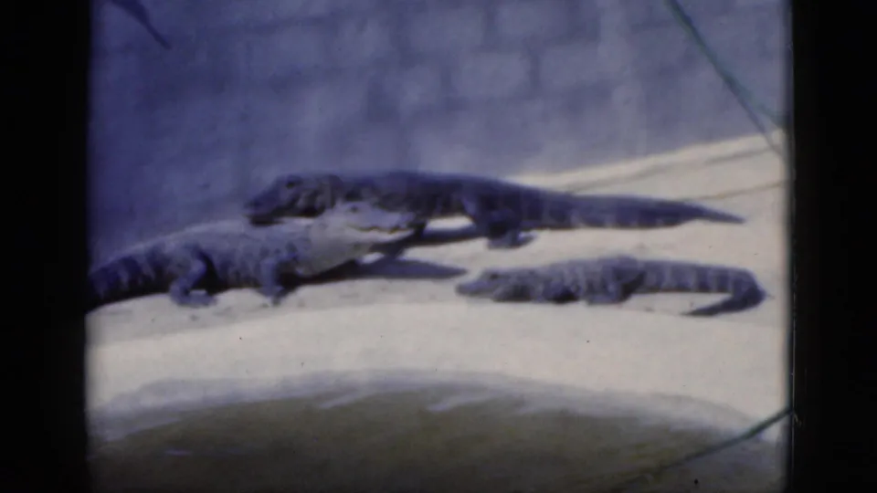 Several alligators, including smaller juveniles, gather on concrete near shallow water in the 1975 Florida zoo footage.