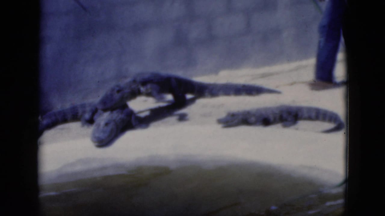 Several alligators rest on a sandy bank beside water while adult legs are partly visible nearby.