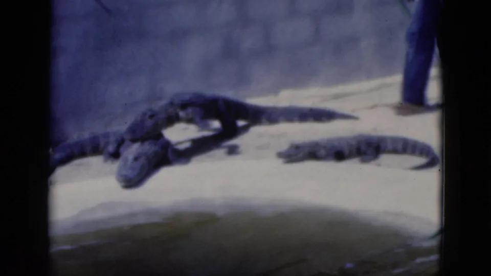 1975 Florida 8mm frame showing alligators on a sandy bank near shallow water, with a standing adult partly visible at the enclosure edge.