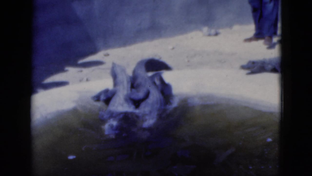 An alligator splashes at the edge of the pond while another rests on the sand nearby.