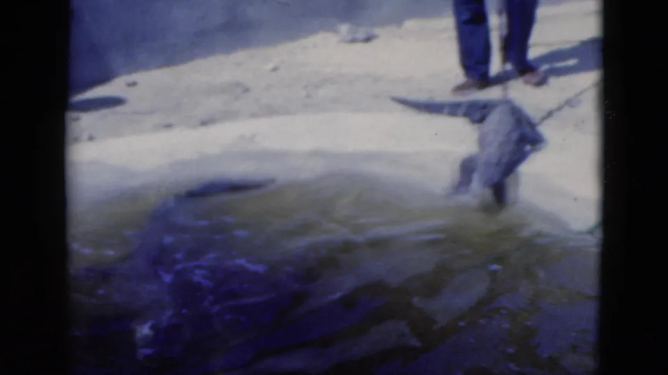 1975 Florida 8mm frame showing a man partly visible using a pole to guide an alligator near shallow water at a wildlife attraction.