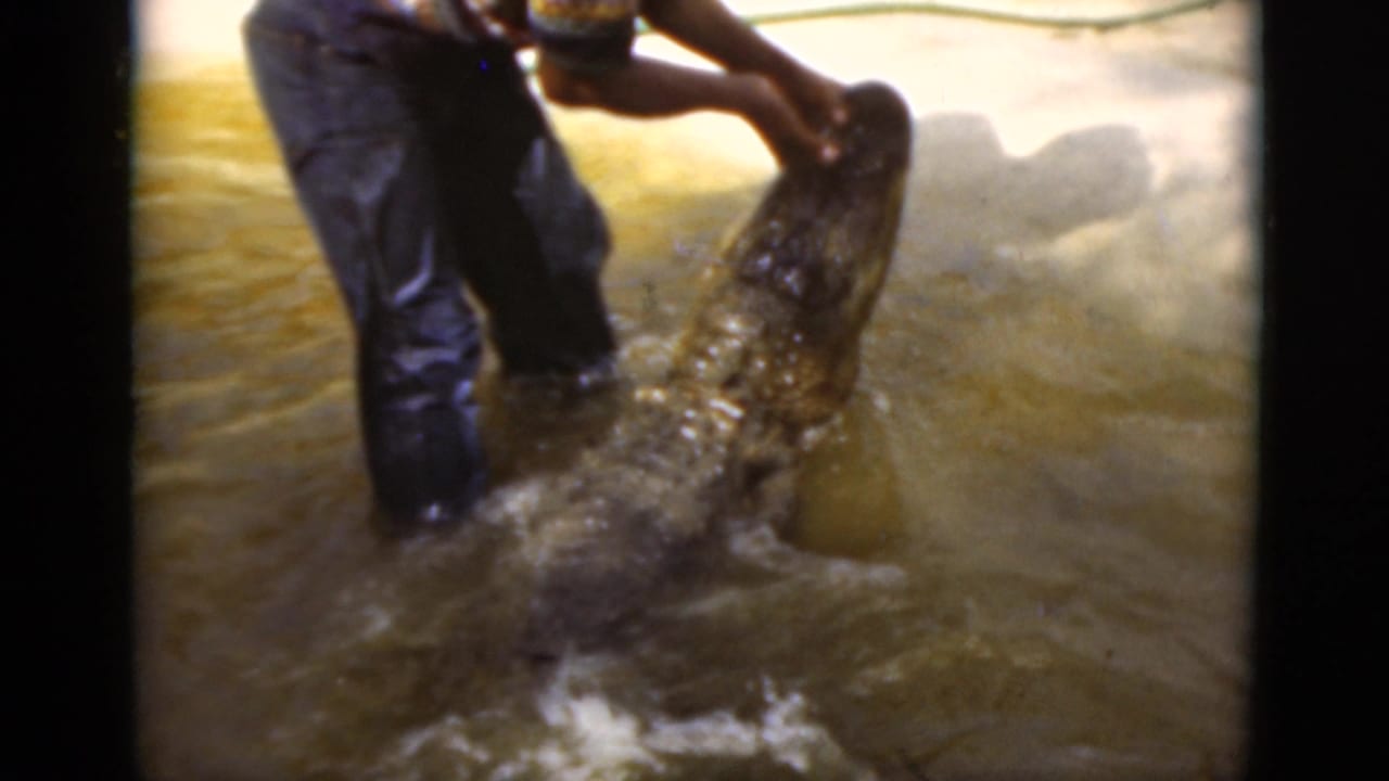 In metadata-supported 1975 Florida footage, a man in dark pants grips a large crocodile or alligator in shallow water.