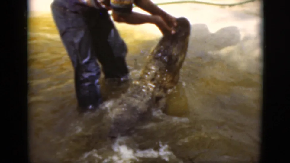 In metadata-supported 1975 Florida footage, a man in dark pants grips a large crocodile or alligator in shallow water.