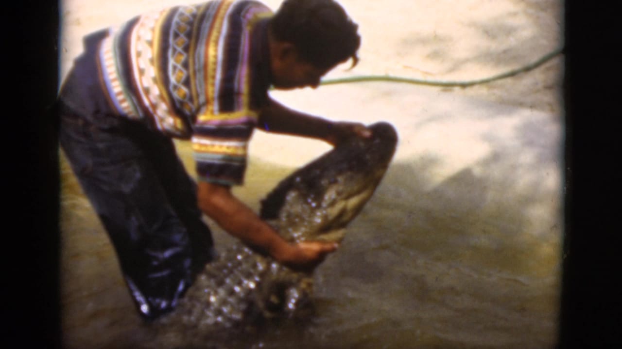 A man in a colorful patterned sweater holds the snout area of a large crocodile or alligator in shallow Florida water.