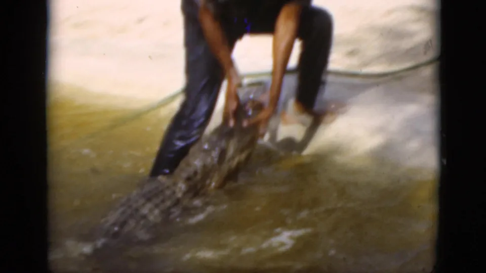 The 1975 Florida home-movie frame shows the man dragging the large reptile from murky water toward sandy ground.