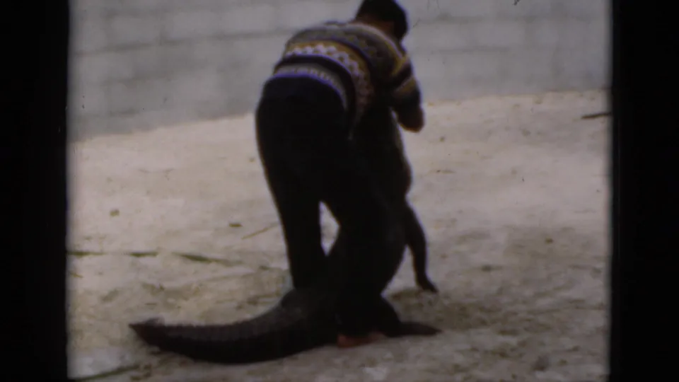 On the sandy bank, the man stands over the large crocodile or alligator after pulling it from the water.