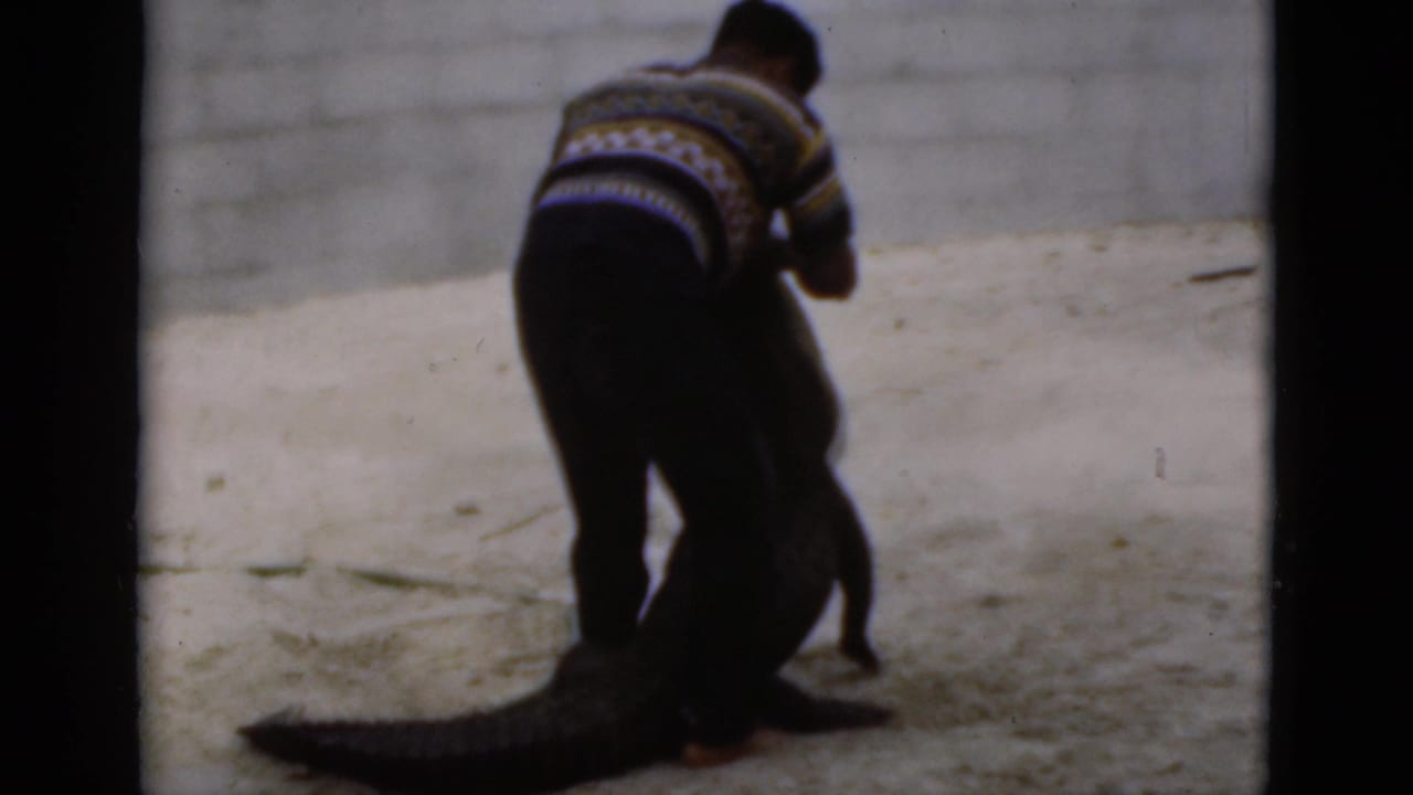 Man bends over a large crocodile on sandy ground near a cinder block wall.