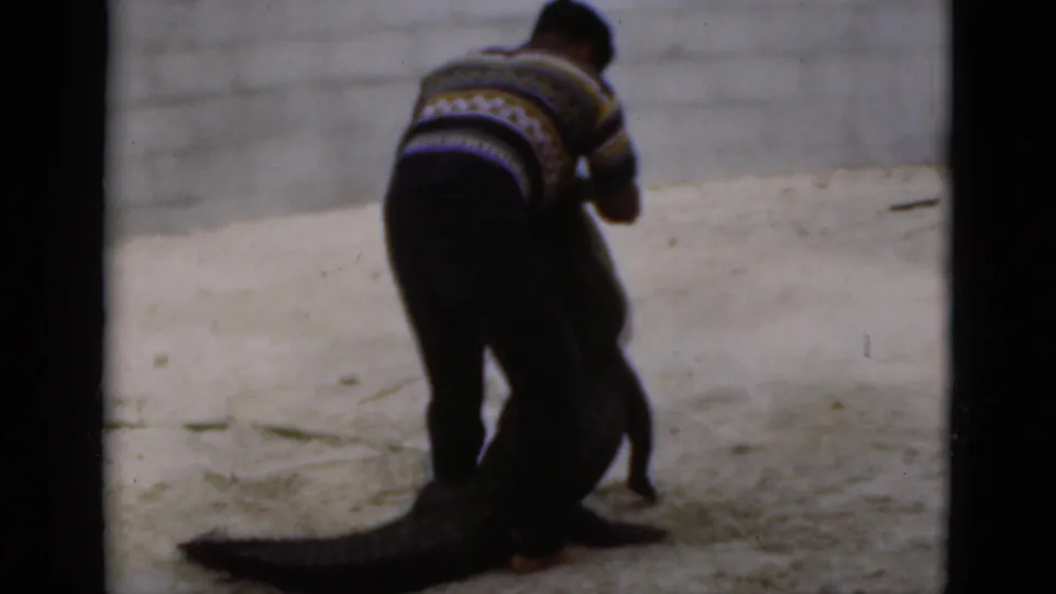 In 1975 Florida 8mm footage, a man in a patterned sweater bends over a large crocodile beside a pale block wall.