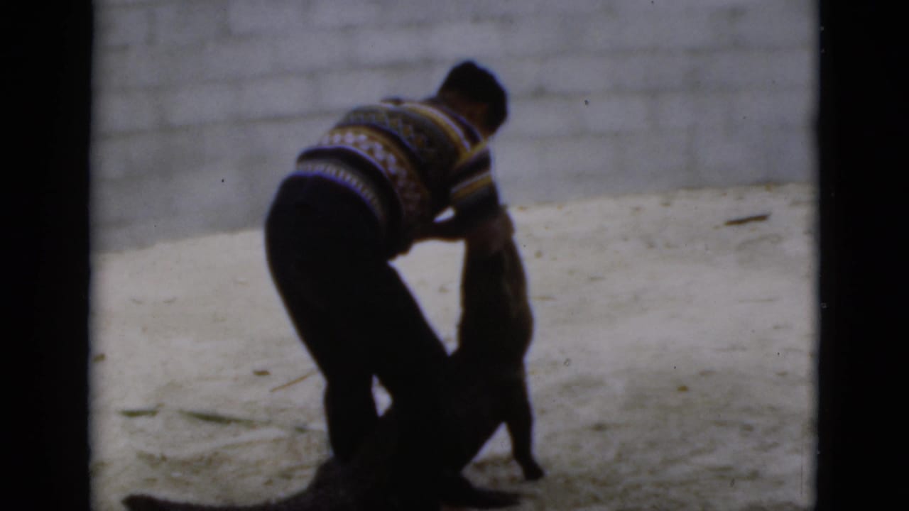 Man leans over the crocodile while restraining its head and body.