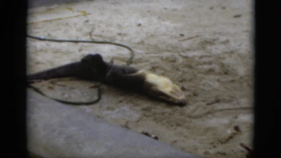 1975 Florida home-movie frame showing a large alligator stretched on sandy ground near a loose cable or rope in an enclosure.