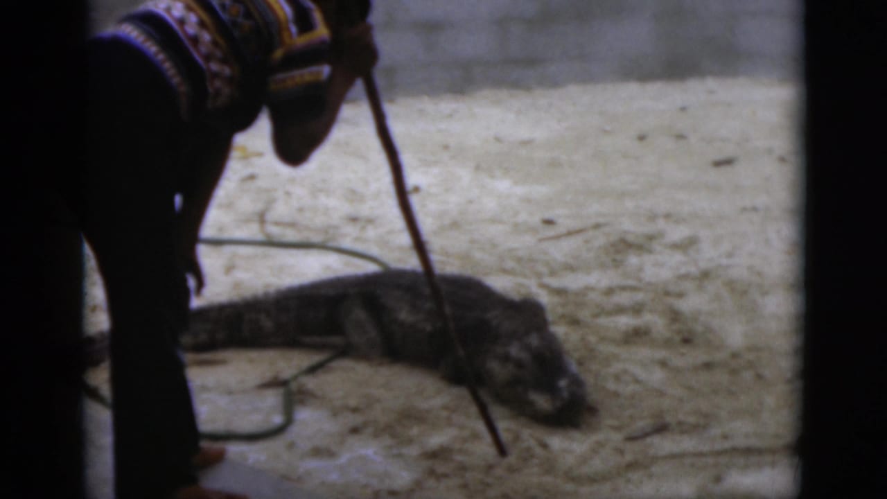 Handler's legs and stick near a large alligator on sandy ground.