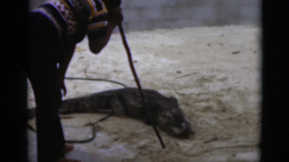 1975 Florida frame with a partially visible handler using a long stick near a large alligator in a sandy enclosure.