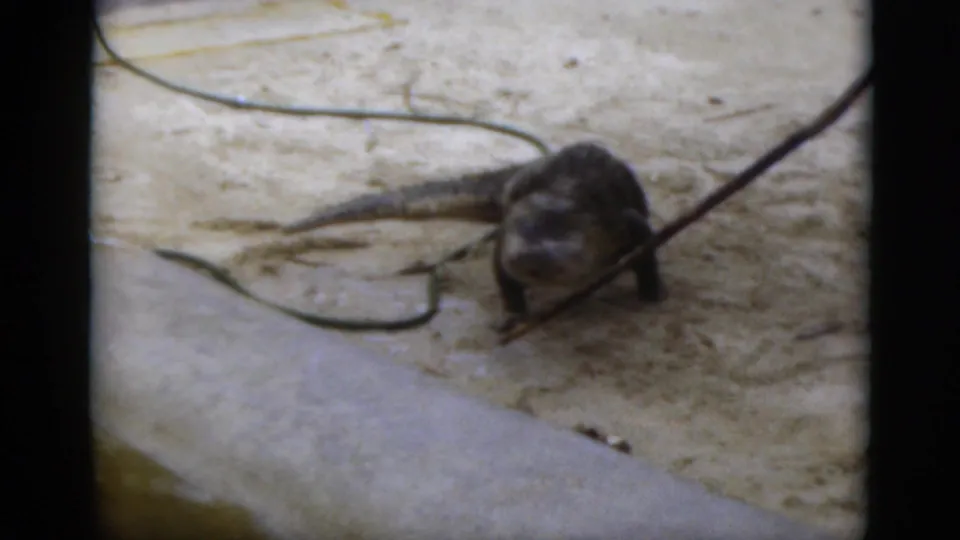 1975 Florida home-movie frame showing the alligator turned toward the camera as a long handling stick crosses the sandy arena.