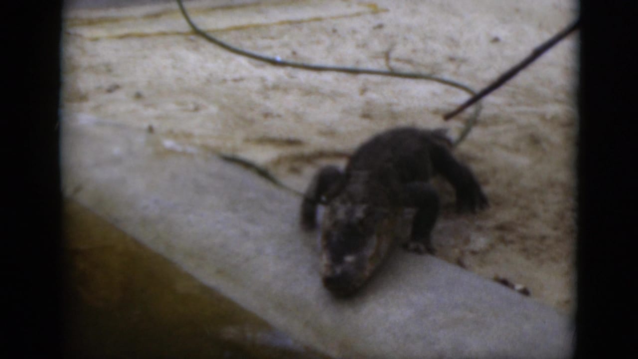 Small alligator resting on a concrete ledge beside murky water.