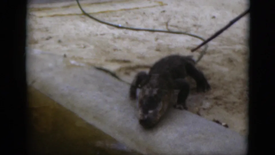 1975 Florida 8mm frame showing a small alligator on a concrete edge near shallow murky water and sandy ground.