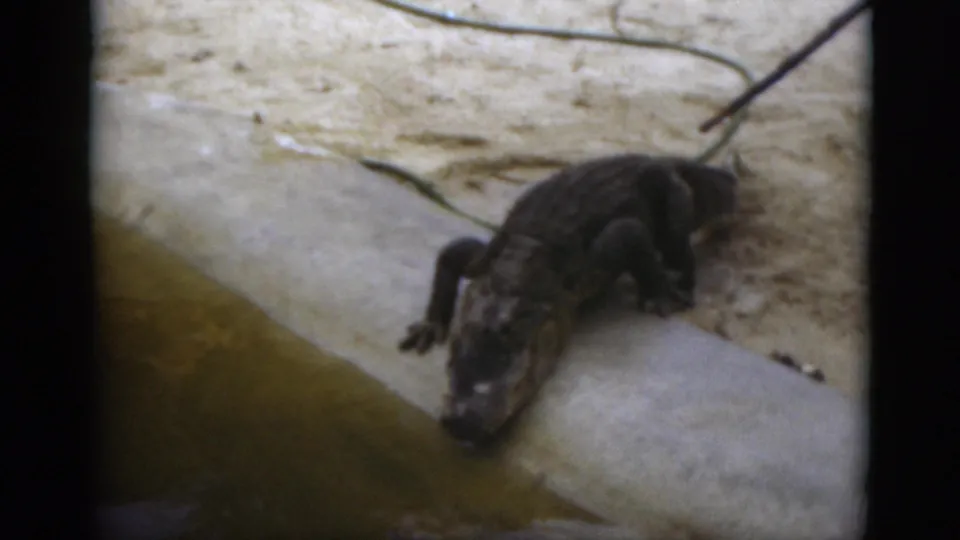 1975 Florida home-movie frame with the alligator turning along the concrete ledge toward the murky pool.