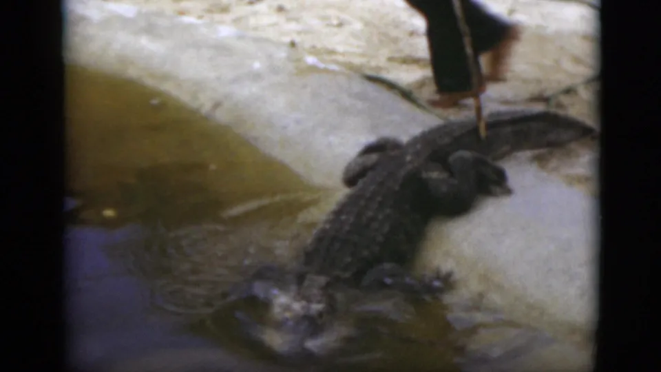 A barefoot person in dark pants uses a long stick near the alligator as it reaches the water edge in 1975 Florida footage.