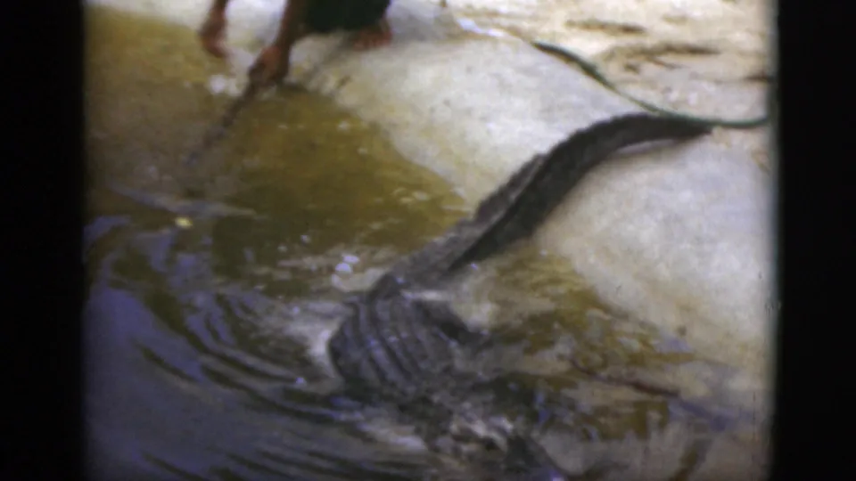 The alligator enters the murky water beside the concrete ledge, with a person partly visible above the frame.